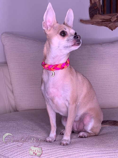 Braid Chic Collar | Pet Online Store | Moonlight Design
