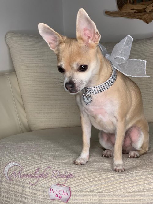 pet collar