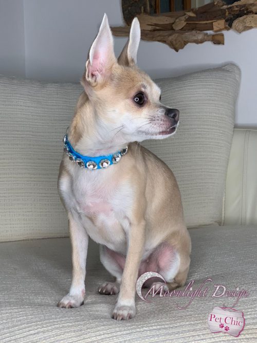 Essential Chic | Pet Accessories | Moonlight Design